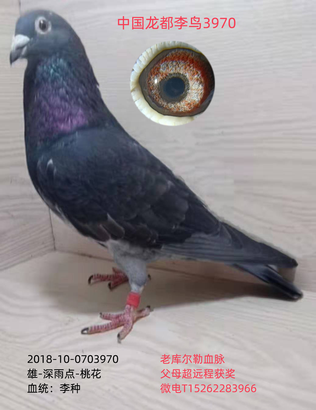 中国龙都李鸟3970