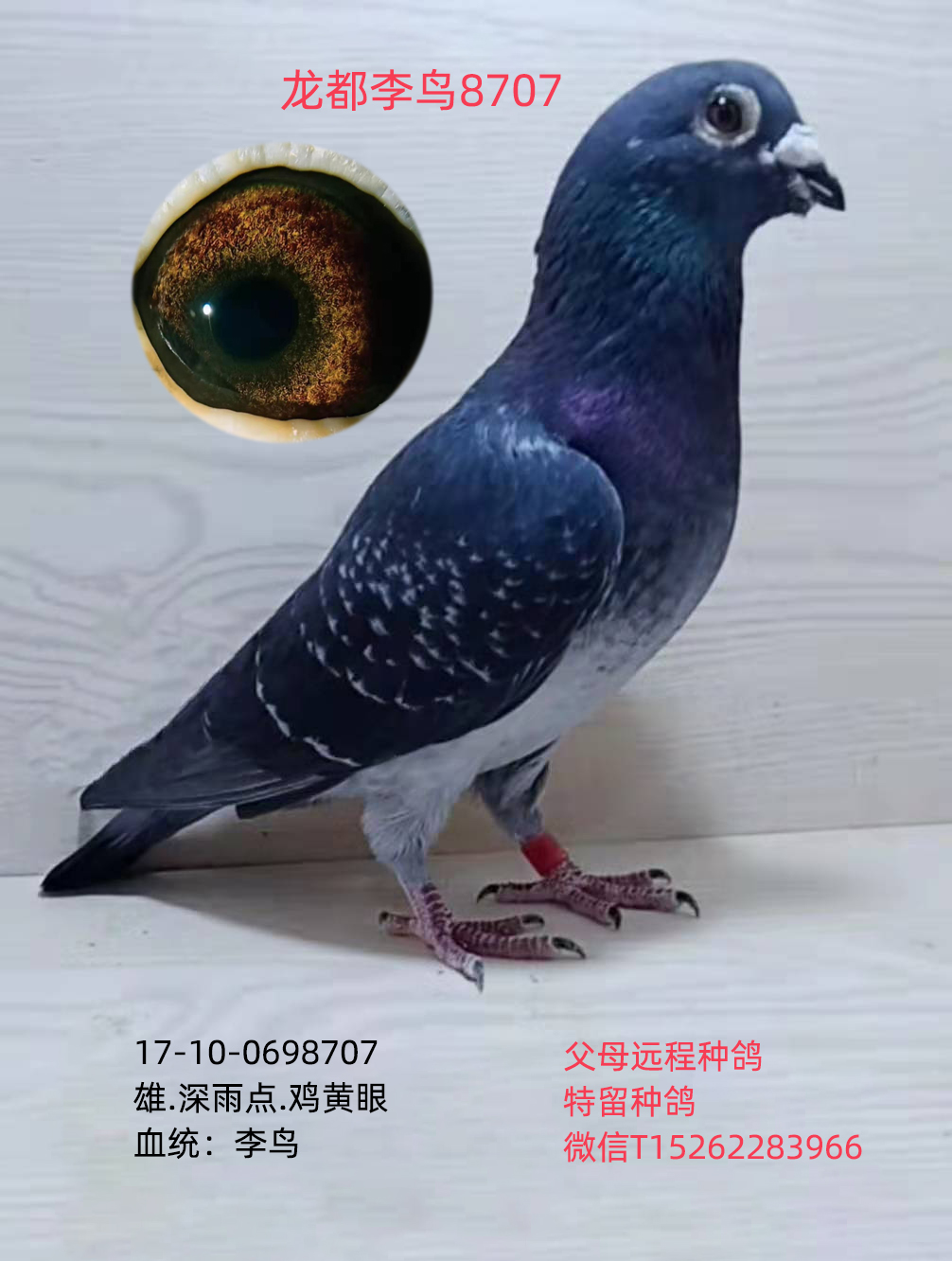 龙都李鸟8707