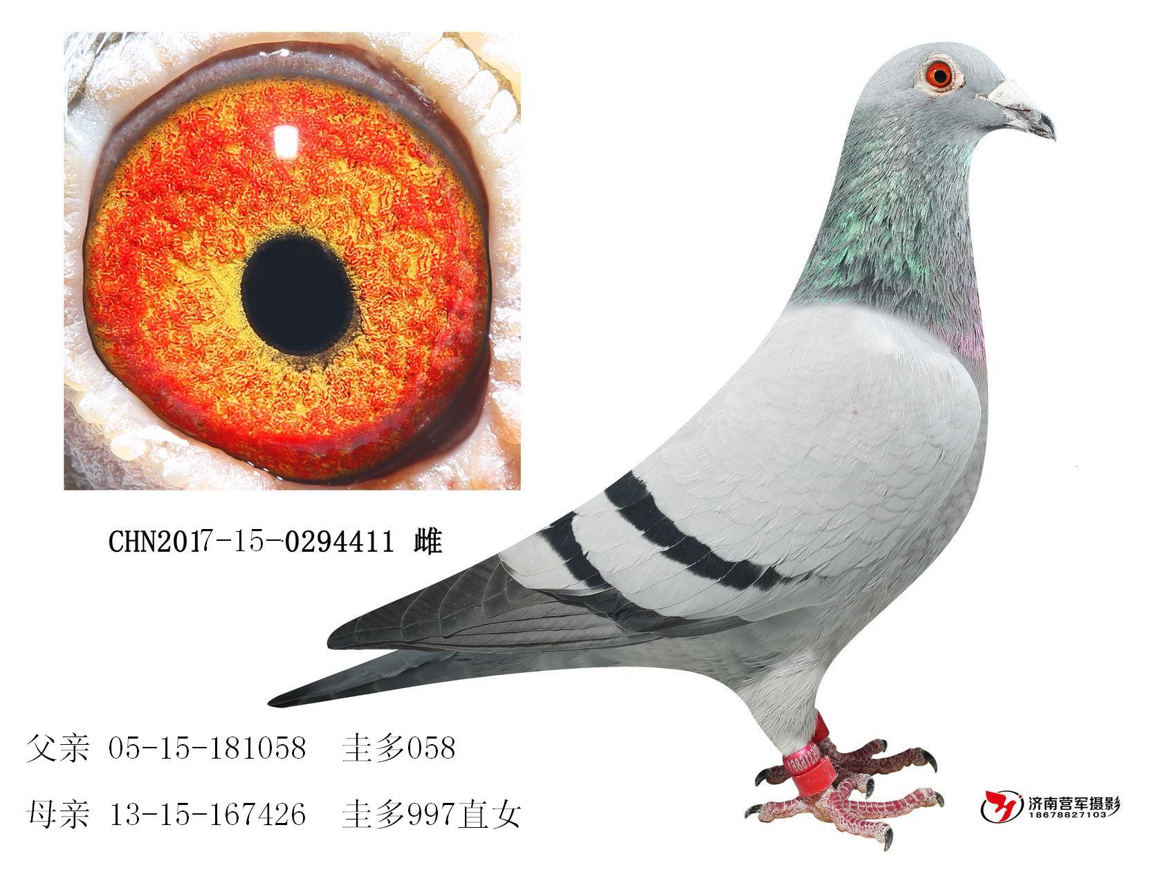 058ֱŮ0294411
