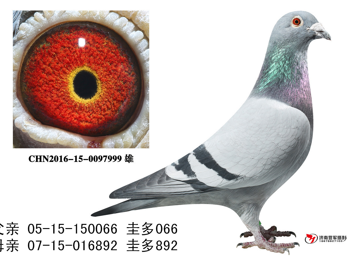 066ֱ0097999