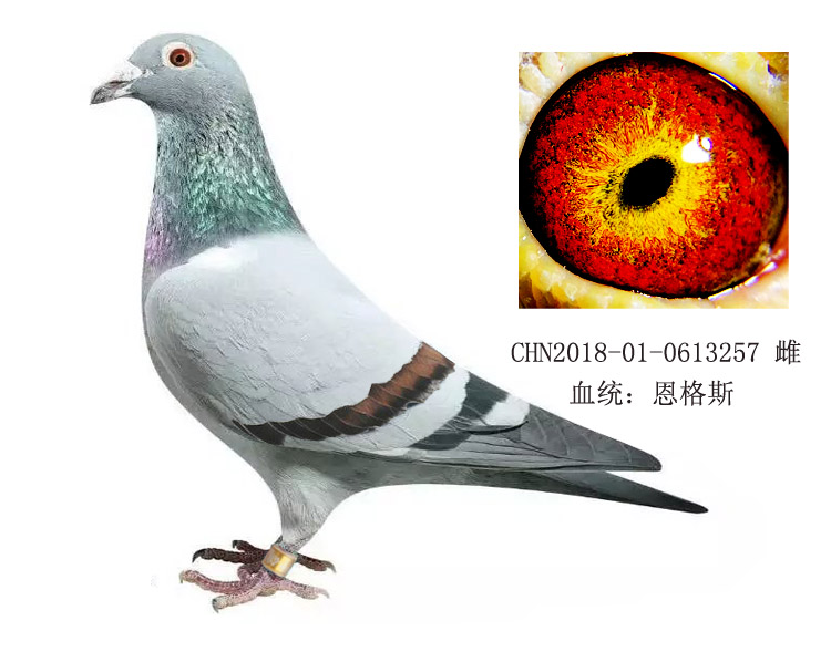 恩格斯近亲金环种鸽