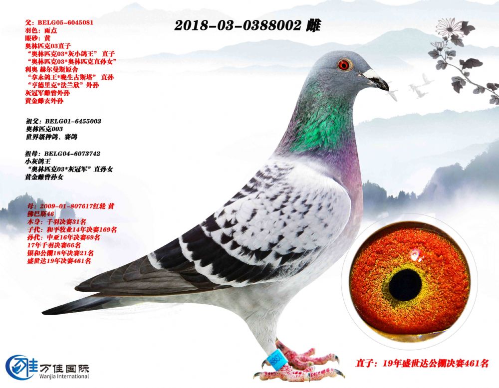 利奥003x佛巴斯46_万佳国际_ ag188.com爱鸽商城_中国信鸽信息网