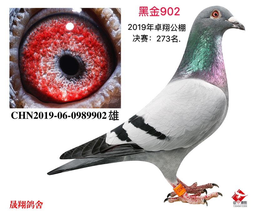 “黑金902”