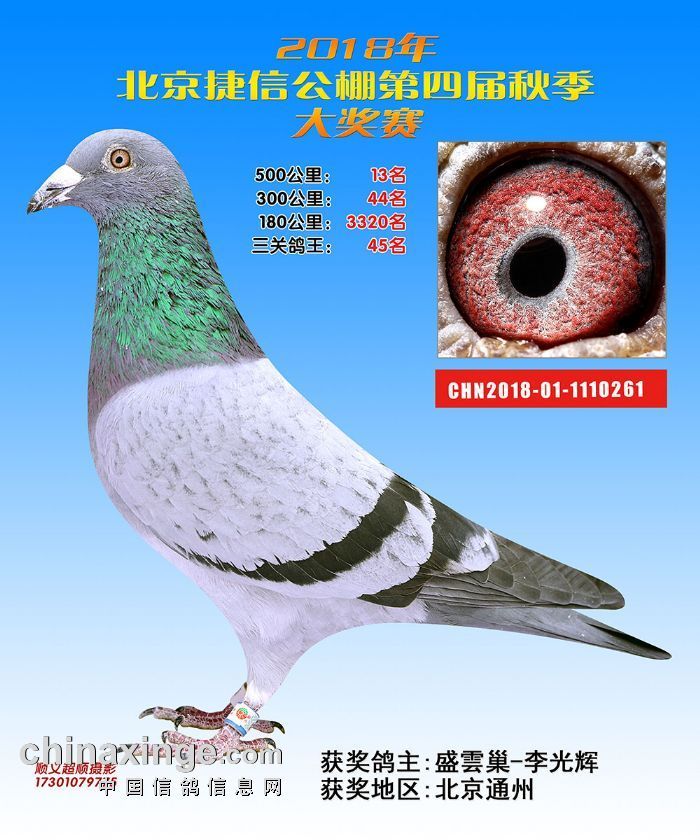 h62378164543-盛云巢·李光辉-中信网爱鸽商城