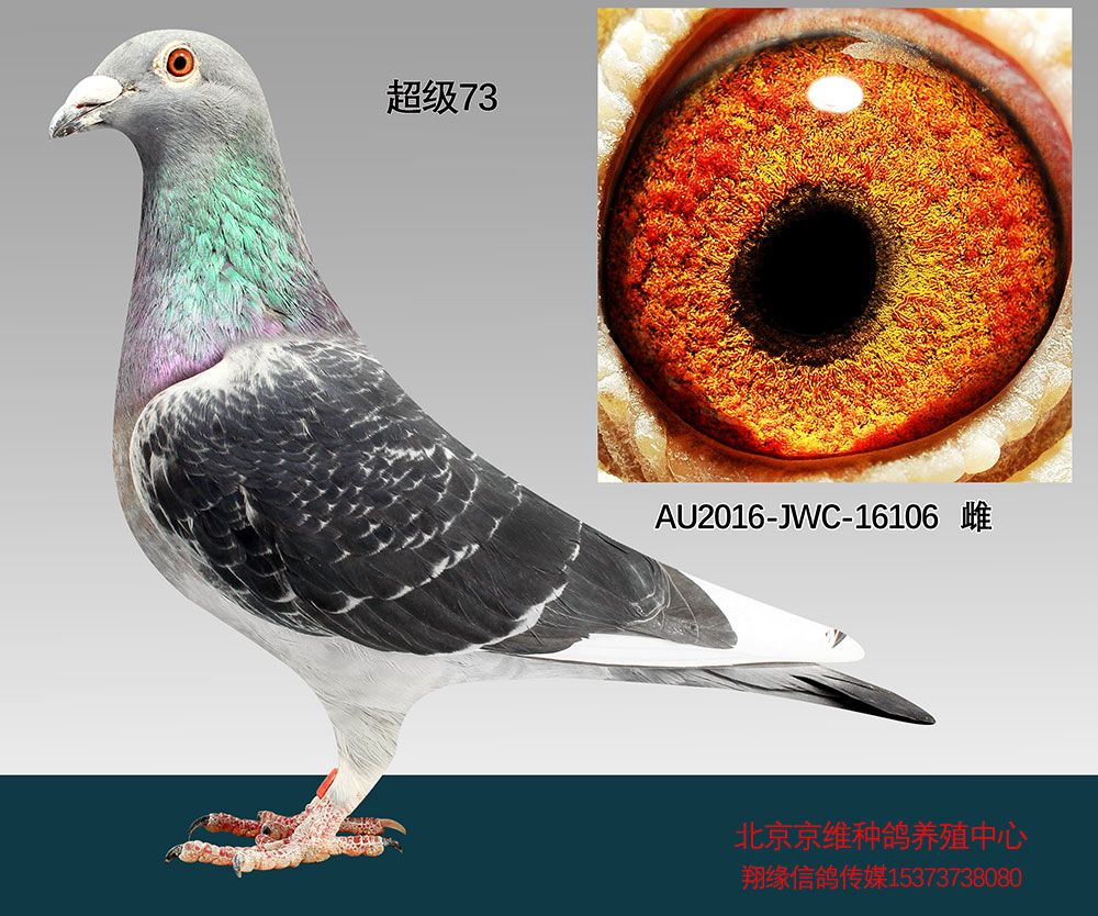 au-2016-jwc-16106