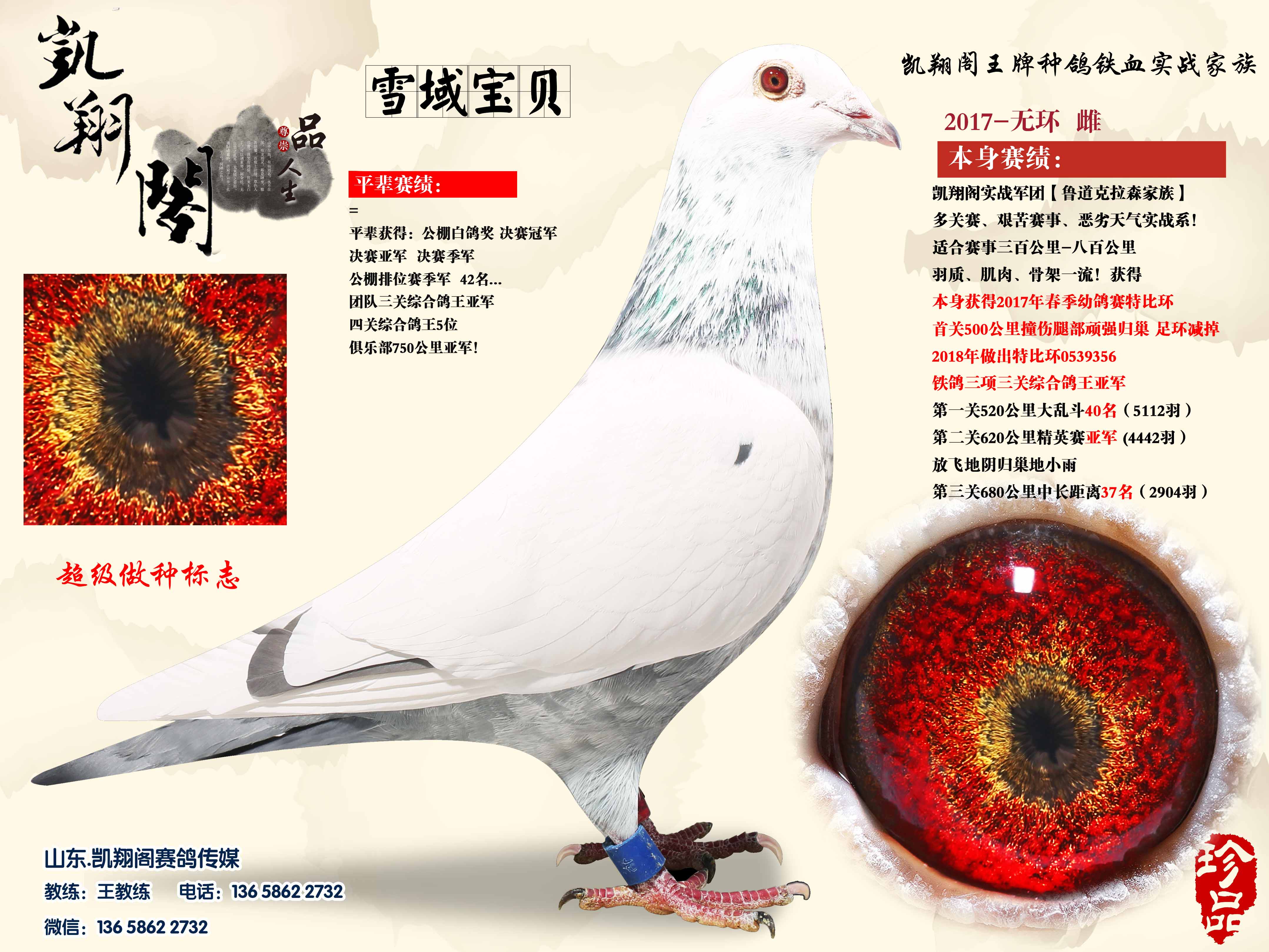 小白_凯翔阁赛鸽传媒_ ag188.com爱鸽商城_中信网