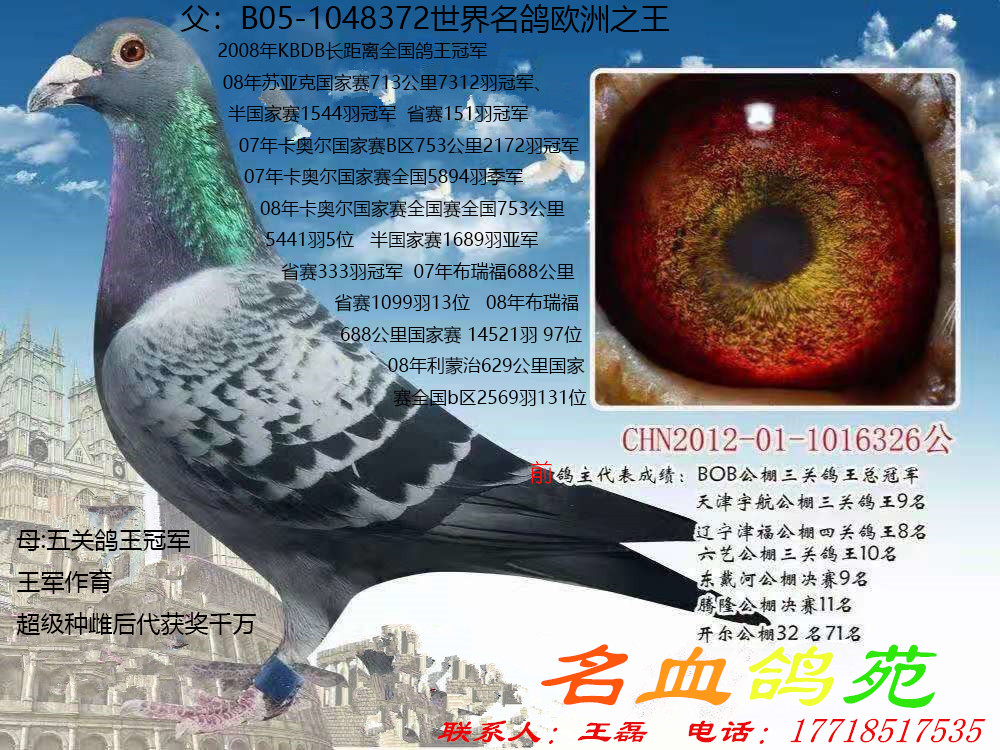 种鸽欧洲之王直子