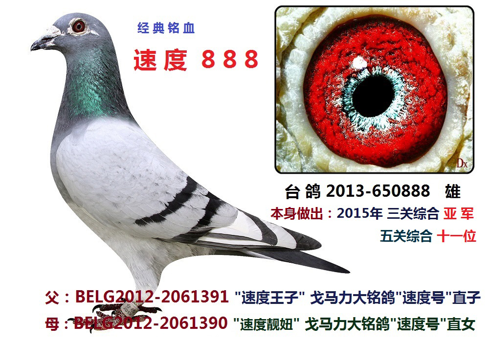 ٶ888