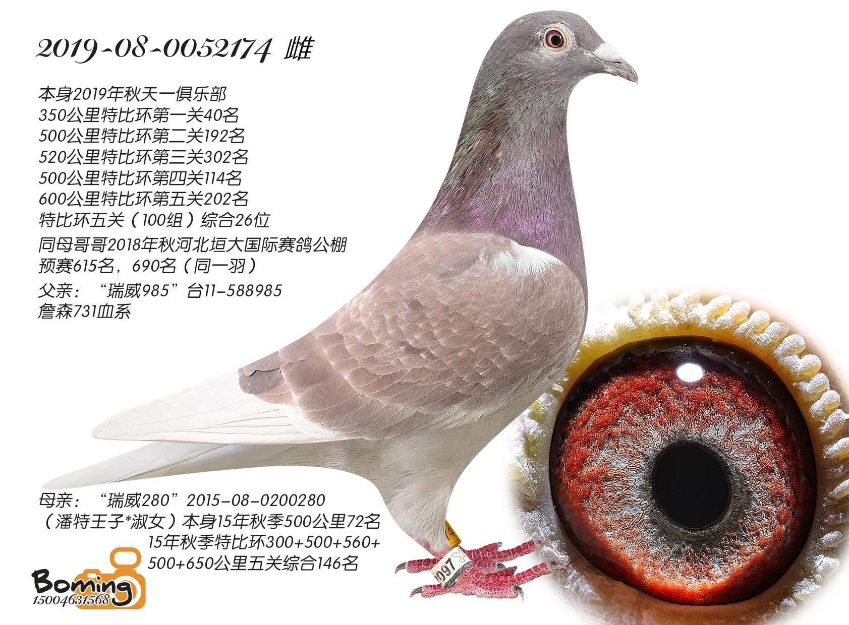 174(P(gun)C26λ)