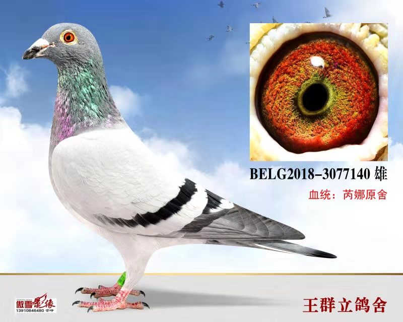 飞戈