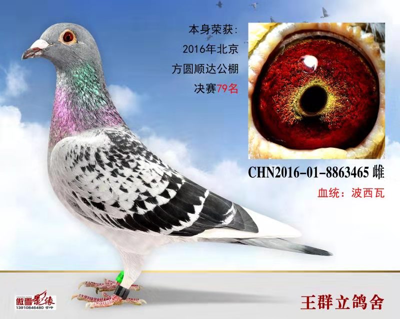 波西瓦