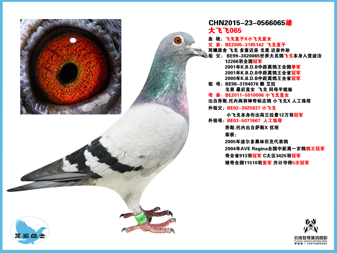 飞戈065_慧眼鸽舍_ ag188.com爱鸽商城_中信网