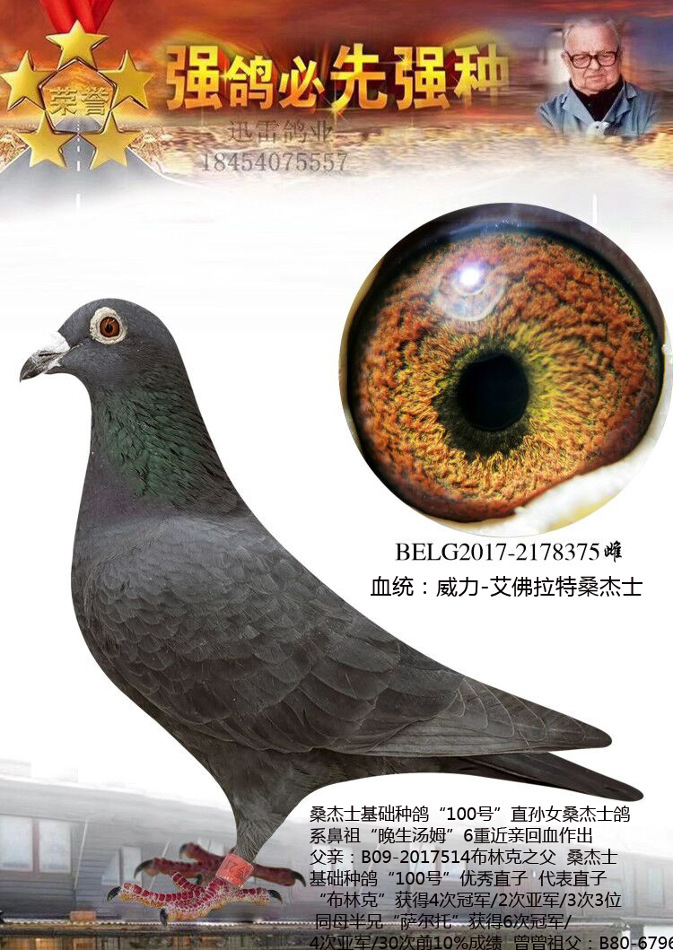 血统书信鸽特征编 号:668356鸽 名:桑杰士羽 色:黑眼 砂:黄眼收 藏