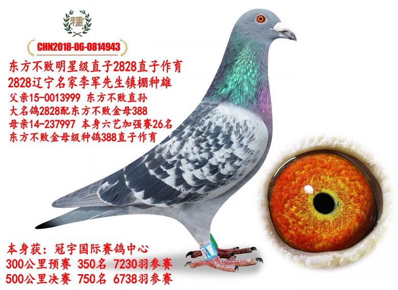 顶级东方不败_状元阁-中信网爱鸽商城