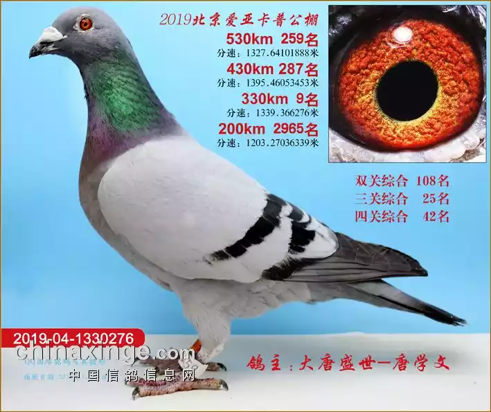 大唐瑰丽(2019)_大唐盛世鸽业-中信网爱鸽商城