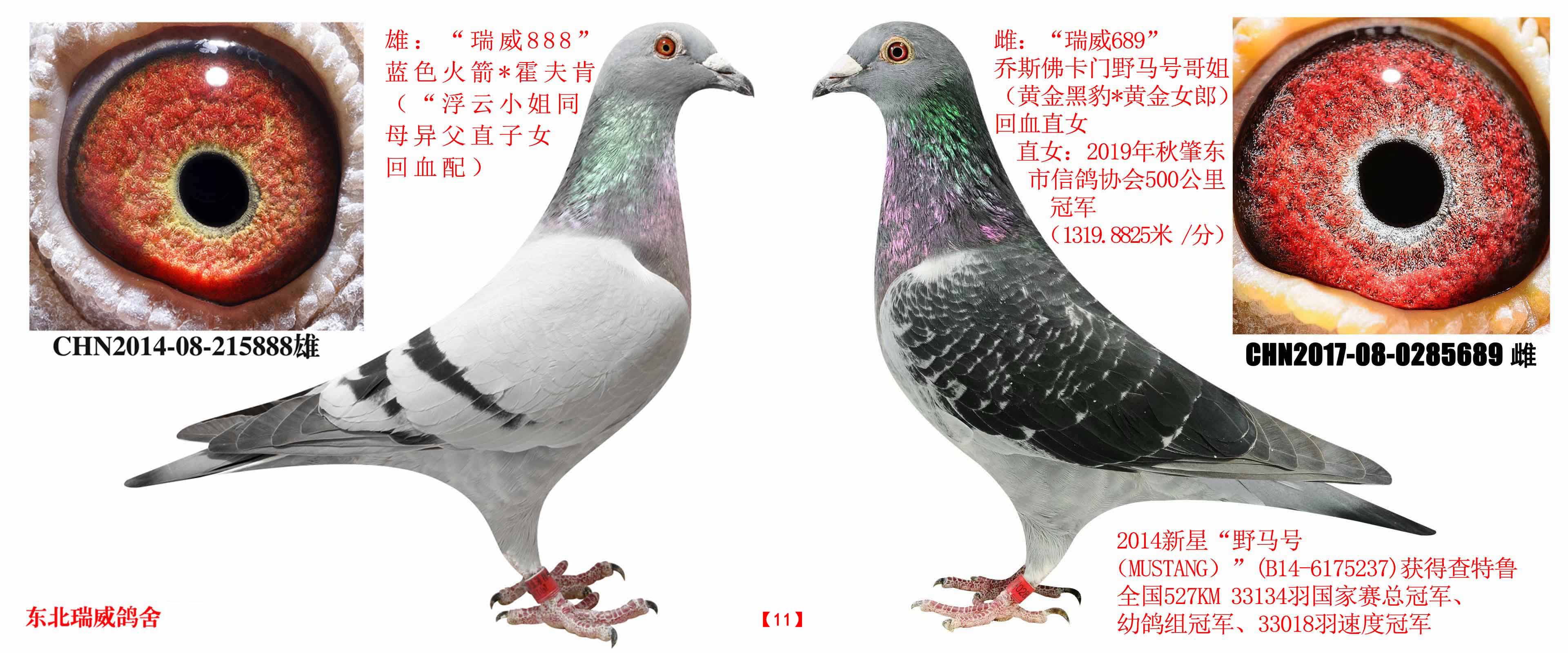 500公里冠军父母-东北瑞威鸽舍-中信网爱鸽商城