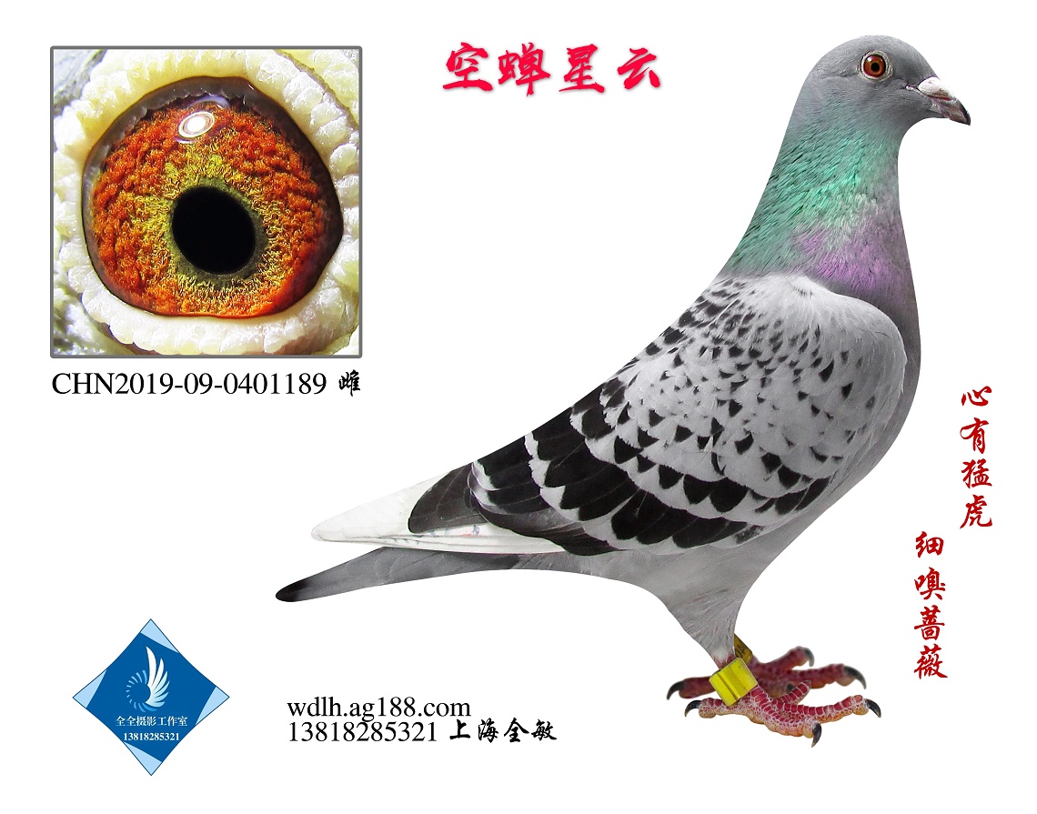 s  D(zhun)