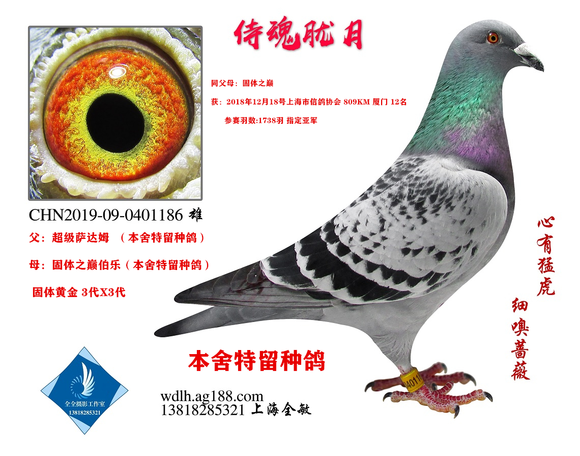 ̻V D(zhun)