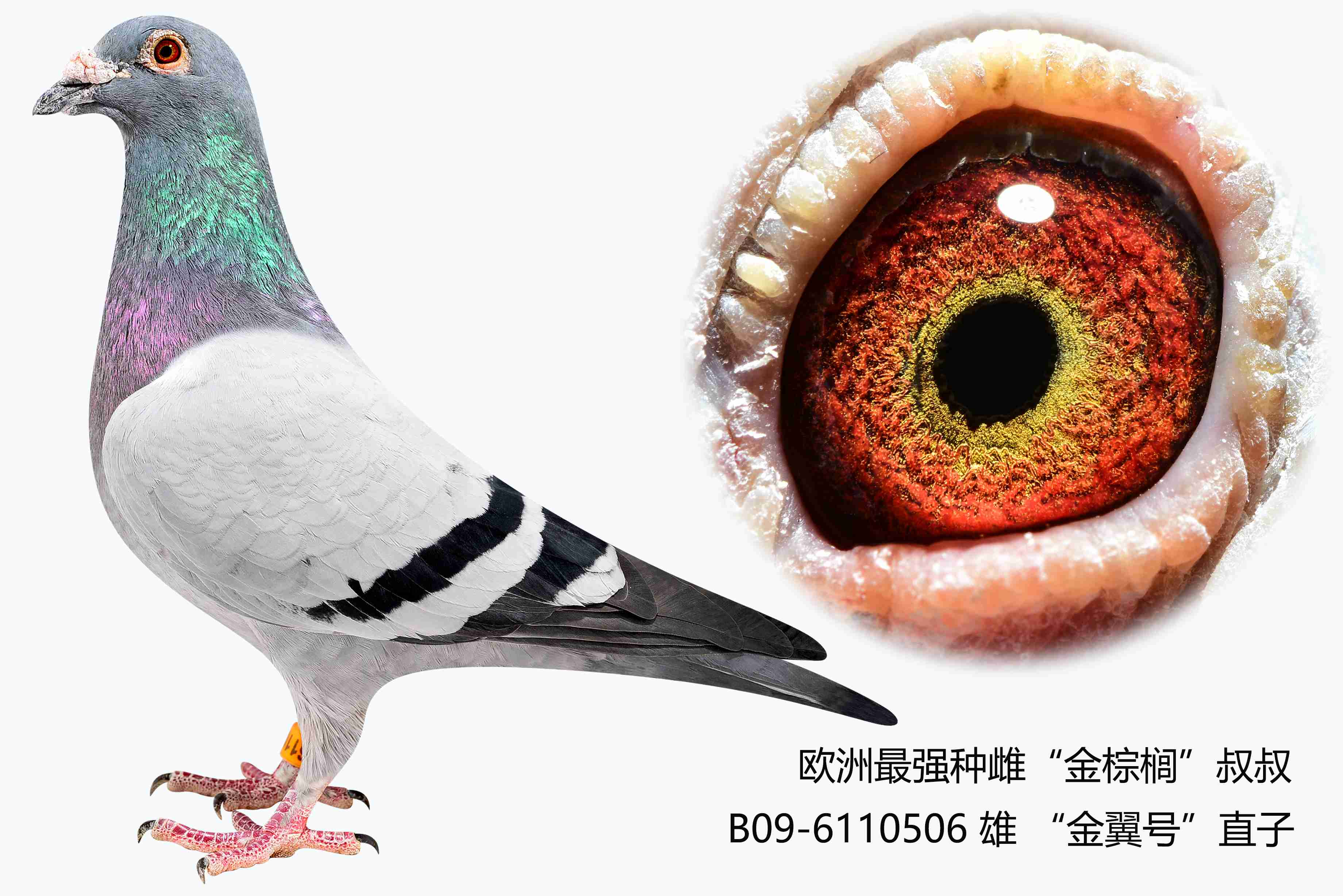 咕咕叫的鸽子是公鸽吗 H67053055211.jpg