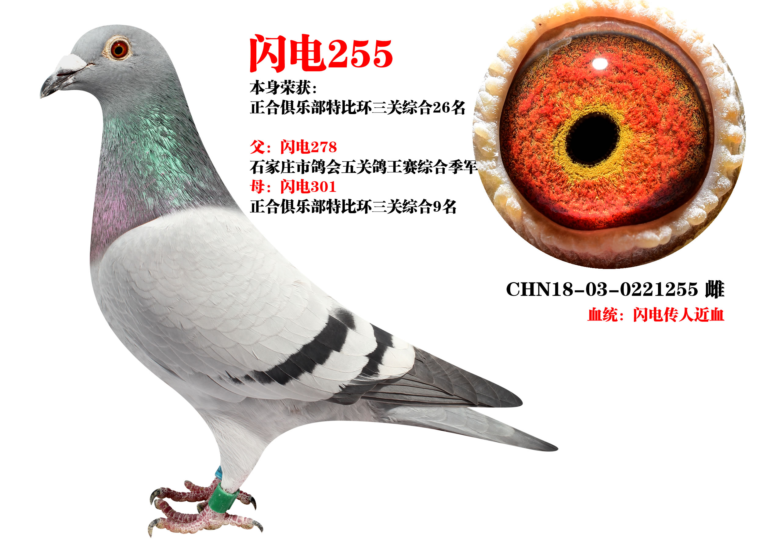 ɣʿ W255