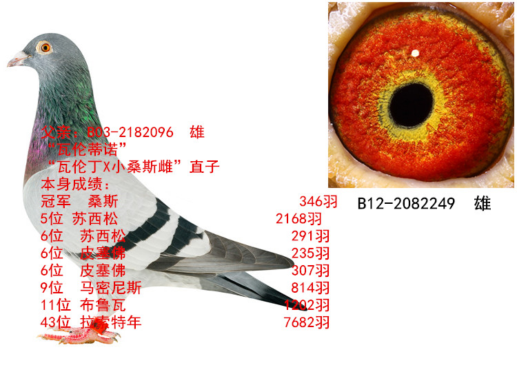 亚伯特.德瓦_鹏程鸽舍-李兴冲_ag188.com爱鸽商城