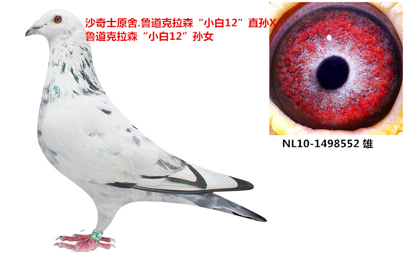小白12系_鹏程鸽舍-李兴冲_ ag188.com爱鸽商城_中国
