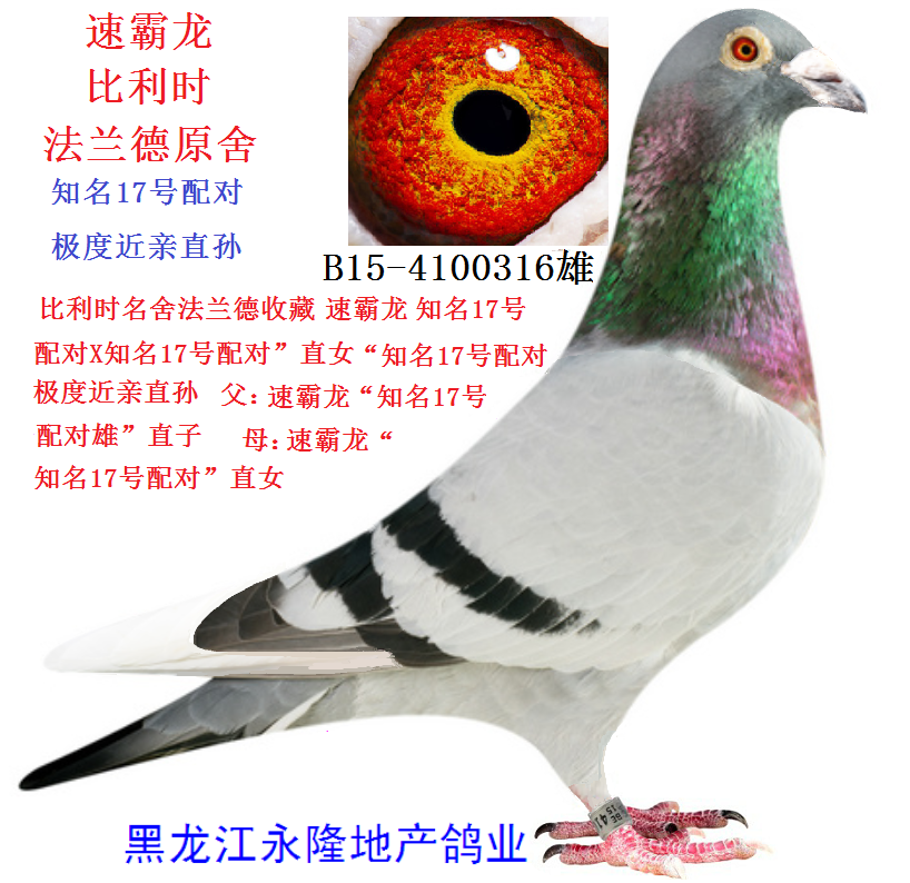 速霸龙.知名17号配对"极度近亲直孙