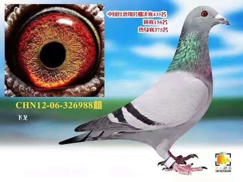 惠翔精英_辽宁胜冠鸽舍_ ag188.com爱鸽商城_中国信鸽