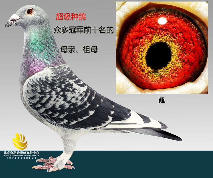 凡龙超级73血系昕锐742家族-北京金羽升赛鸽育种中心