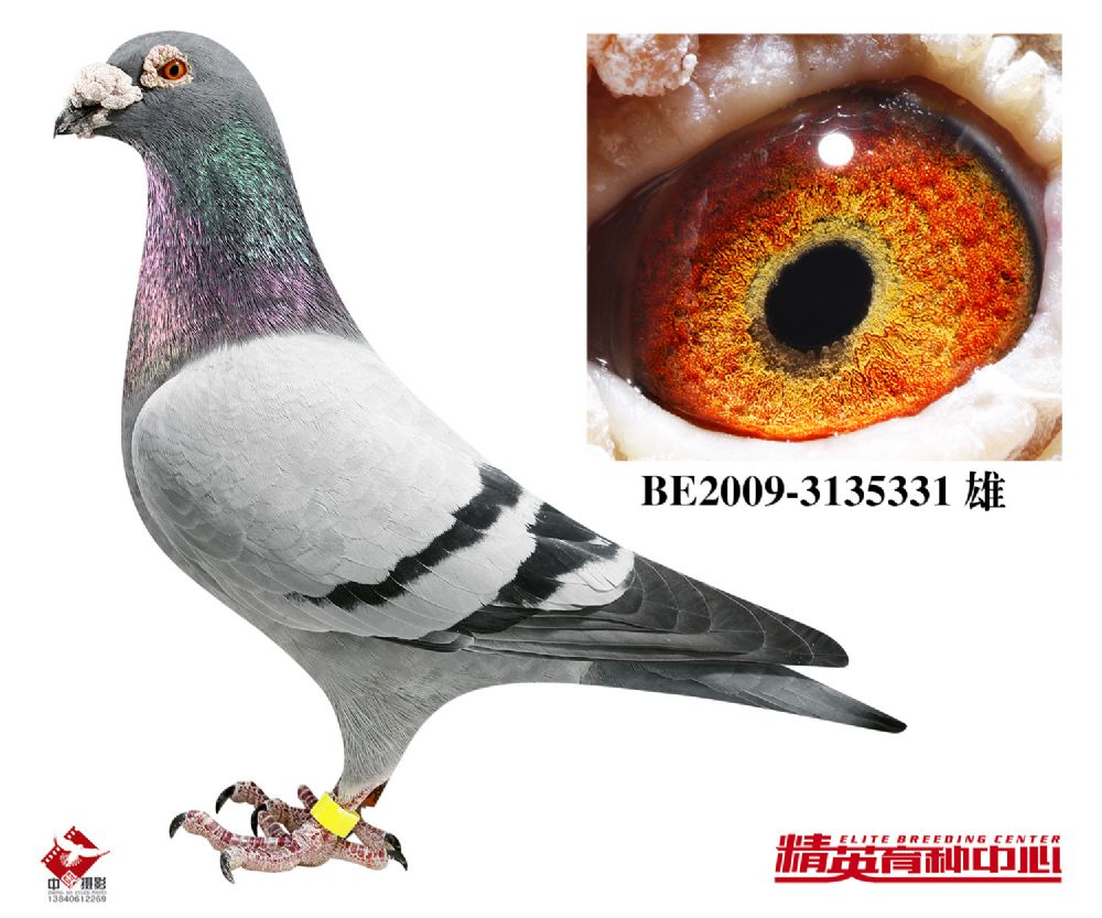信鸽特征编 号:674195鸽 名:阿曼多家族-鸽王1号羽 色:灰眼 砂:黄眼收