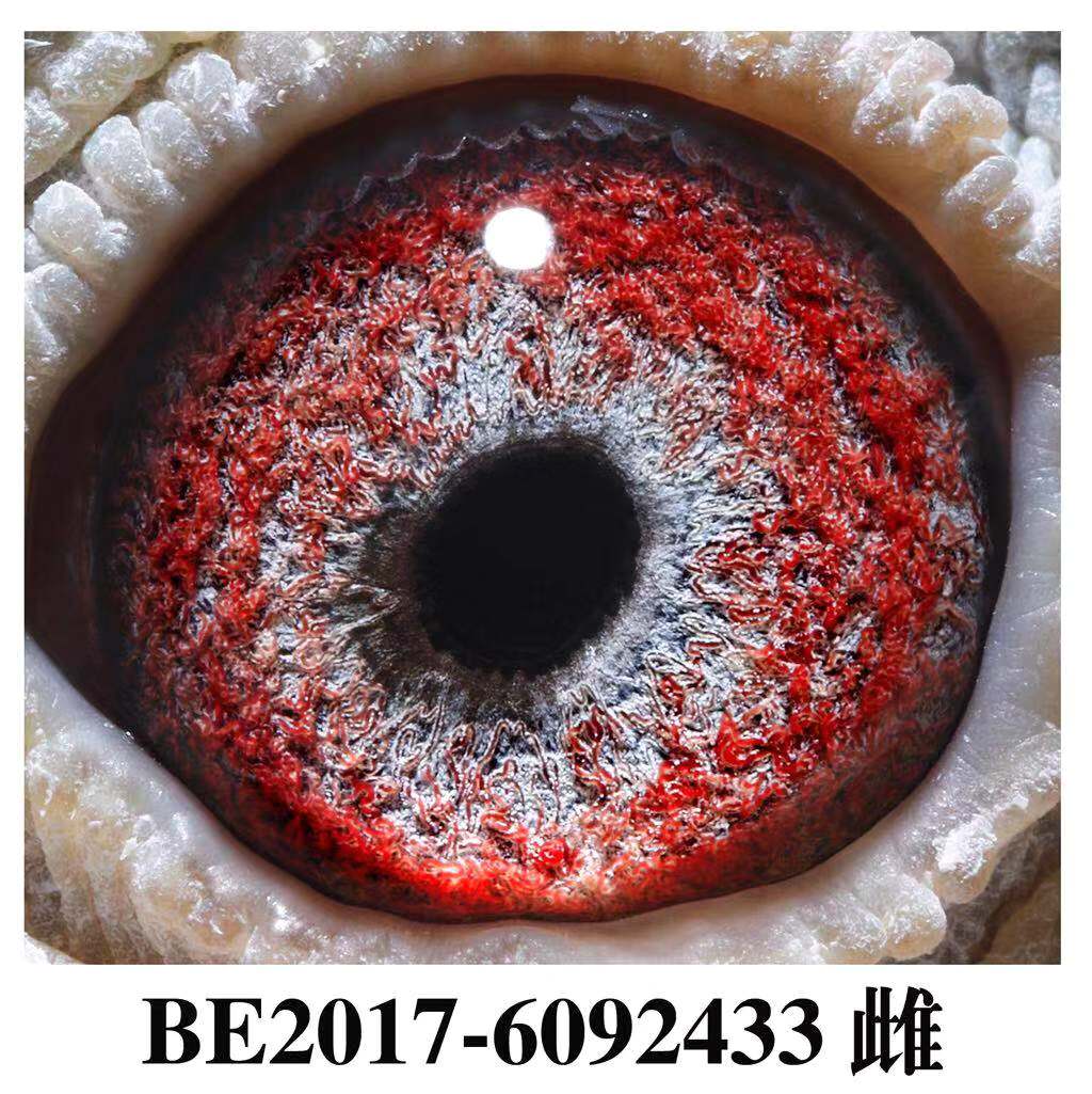 鸽眼