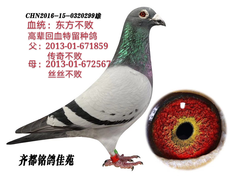 com爱鸽商城_中国信鸽信息网
