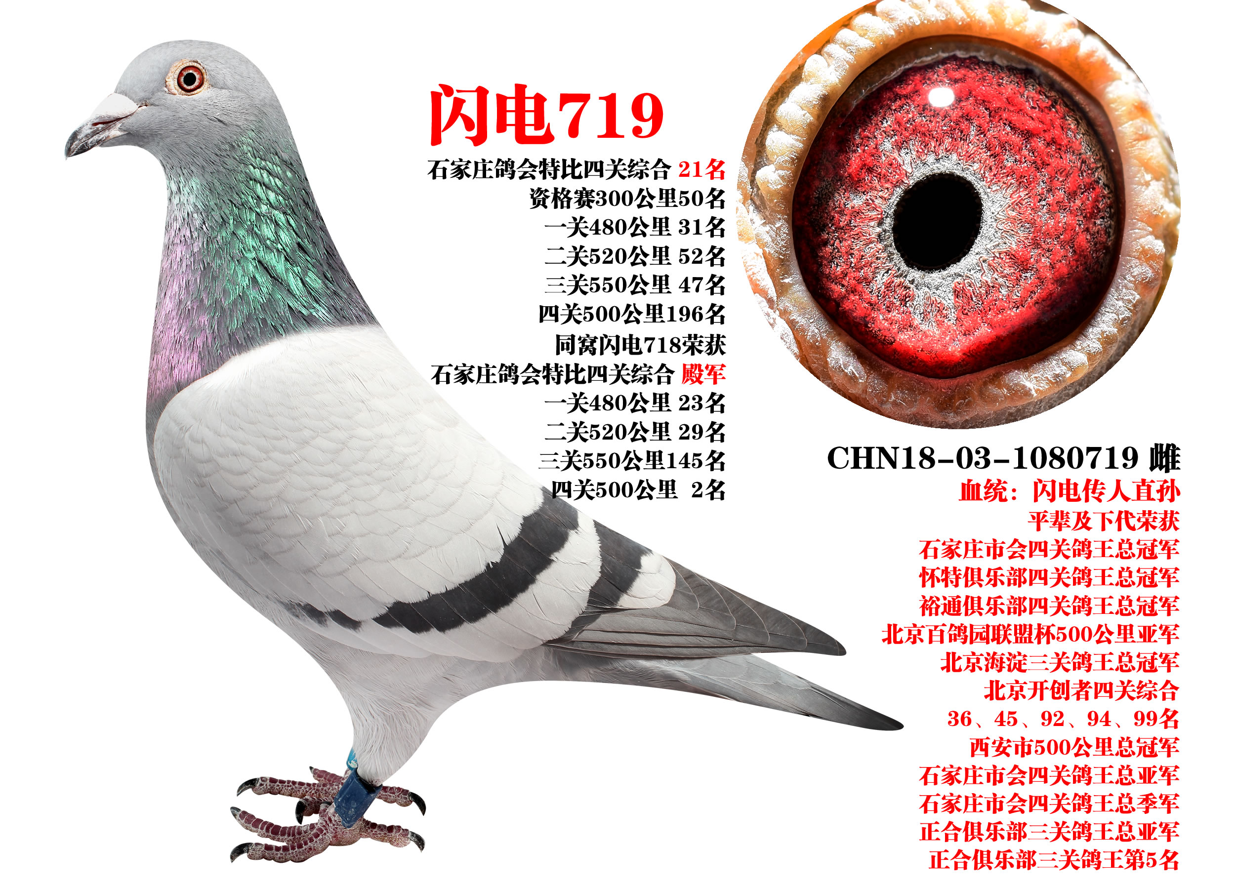 ɣʿ W719