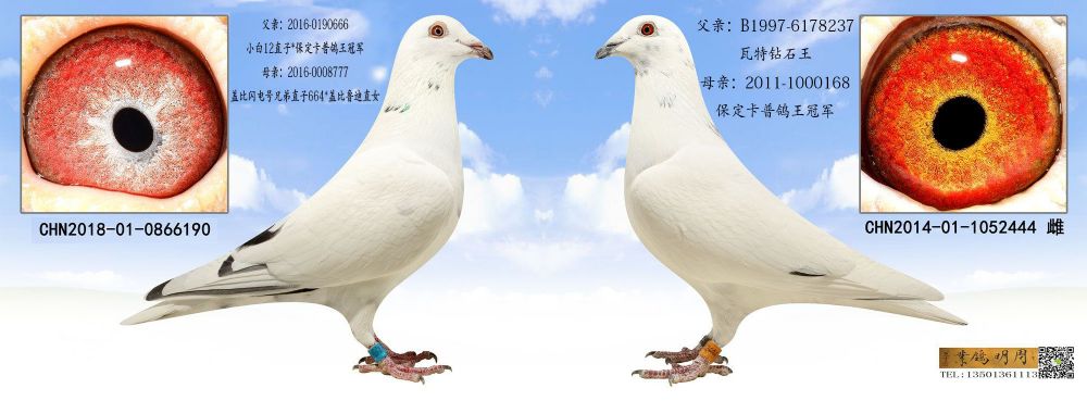 12444