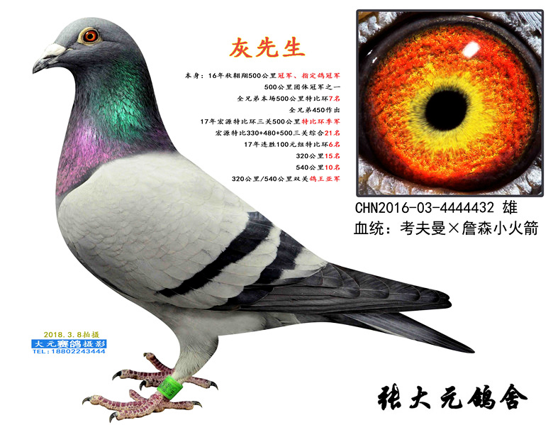 考夫曼-冠军灰_蓝色贵族_ ag188.com爱鸽商城_中国