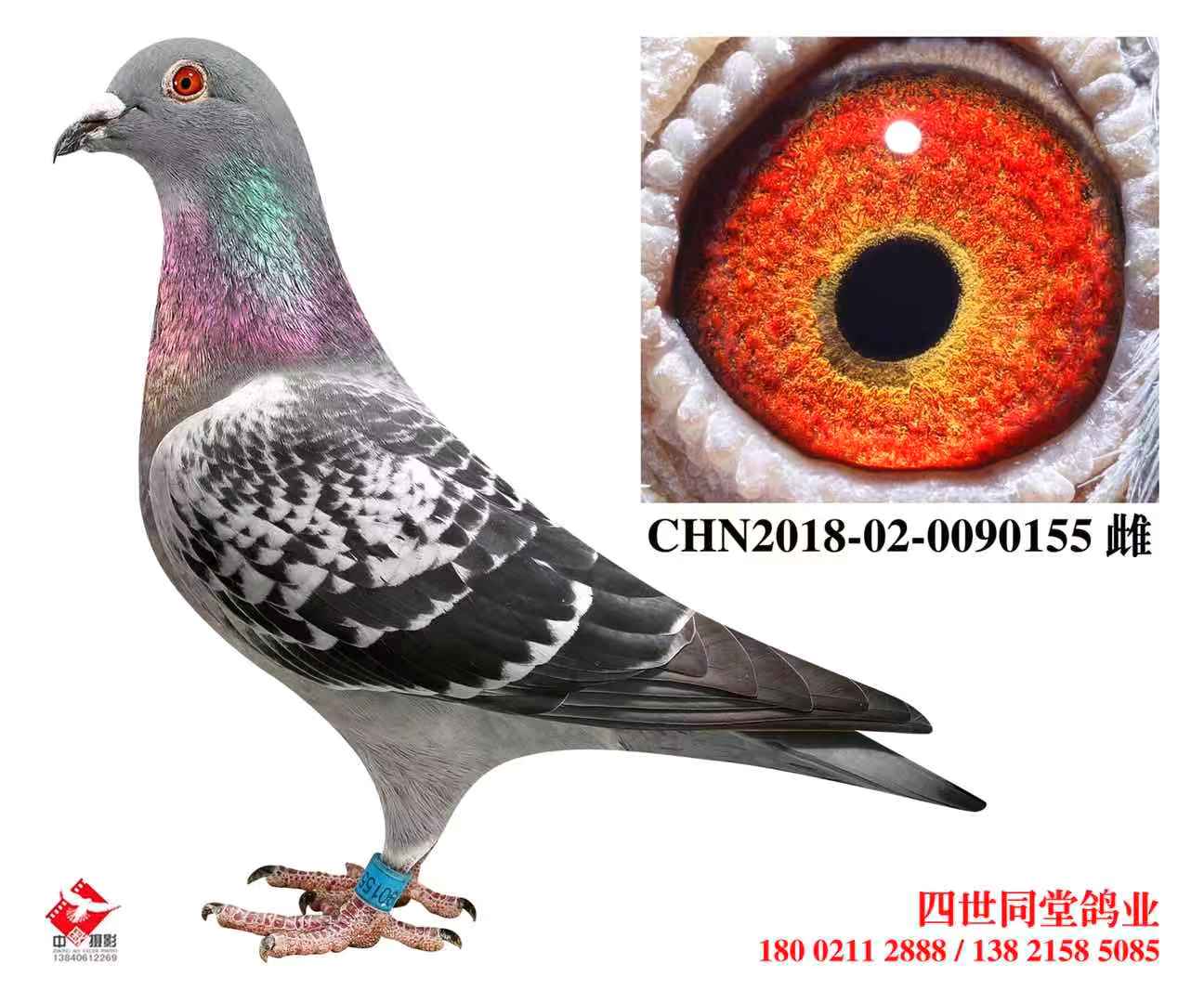 112֮Ů155