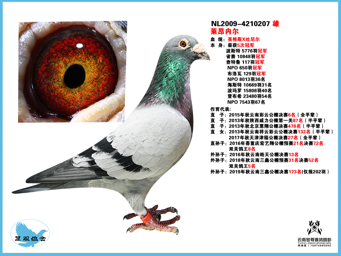 莱昂内尔—5次荣获冠军_慧眼鸽舍-中信网爱鸽商城