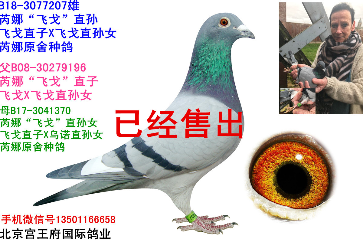 芮娜"飞戈"直孙
