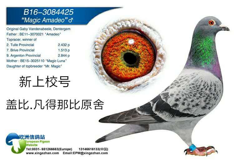 新上校号