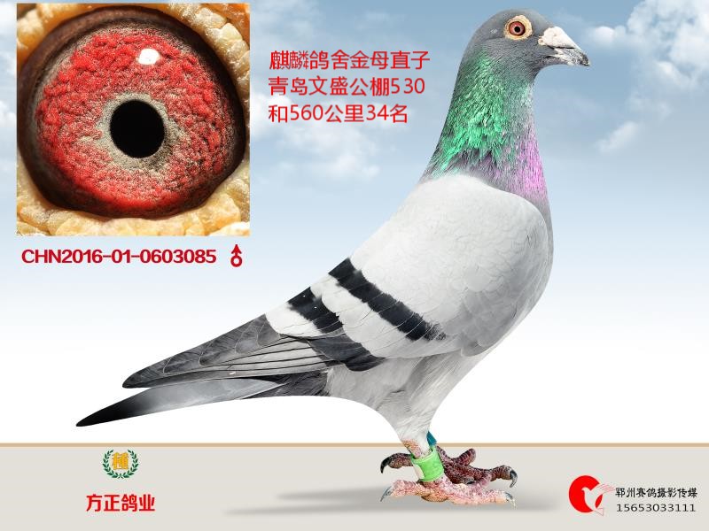 麒麟鸽舍金母之子