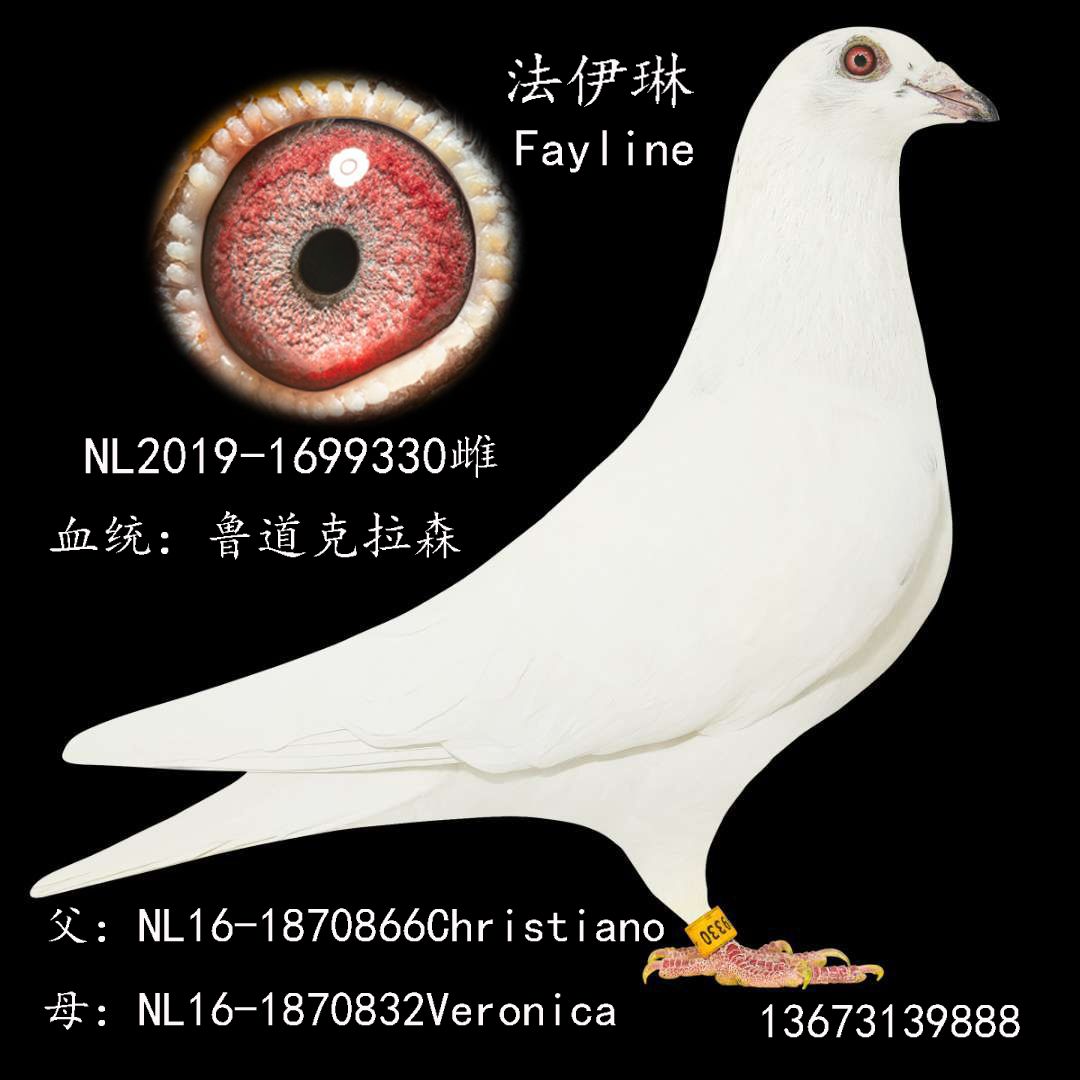 գ³ɭСʮ