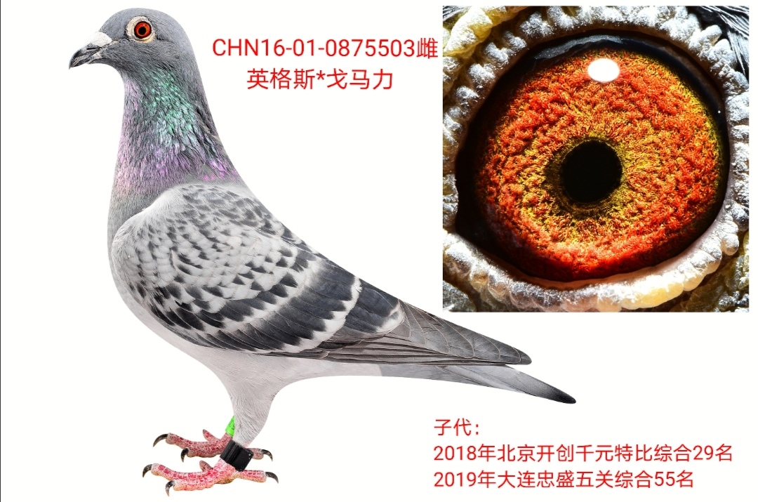 祺阳9名妹_北京志刚鸽舍_ag188.com爱鸽商城_中国信鸽信息网