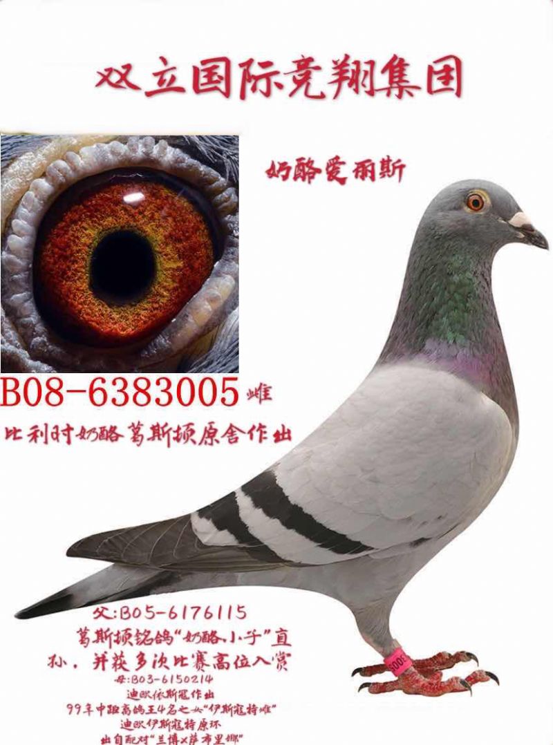 奶酪葛斯顿-双立国际竞翔集团 -中信网爱鸽商城