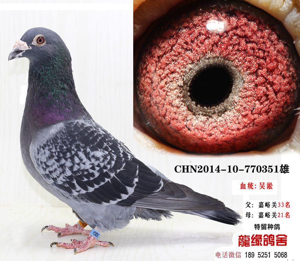 吴淞种鸽25