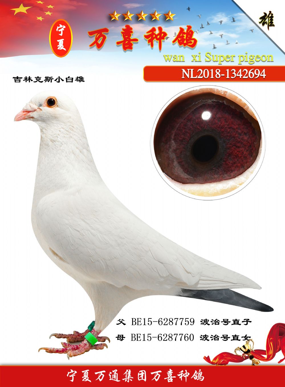 小白雄
