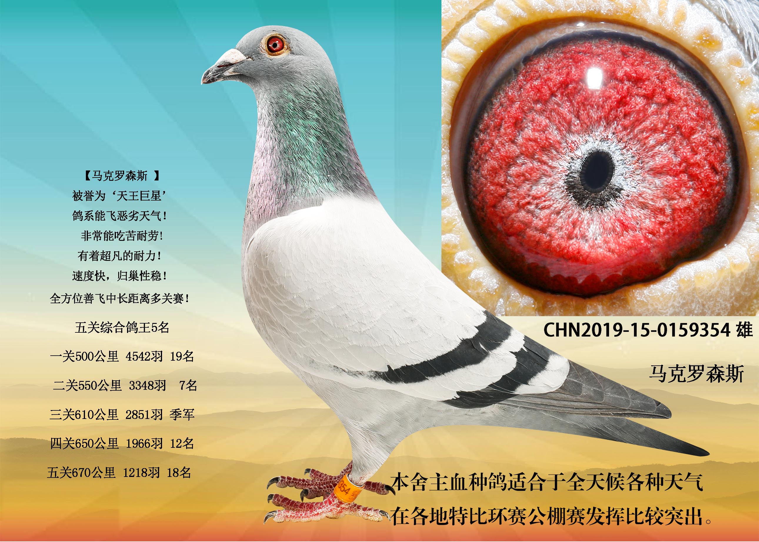 马克罗森斯