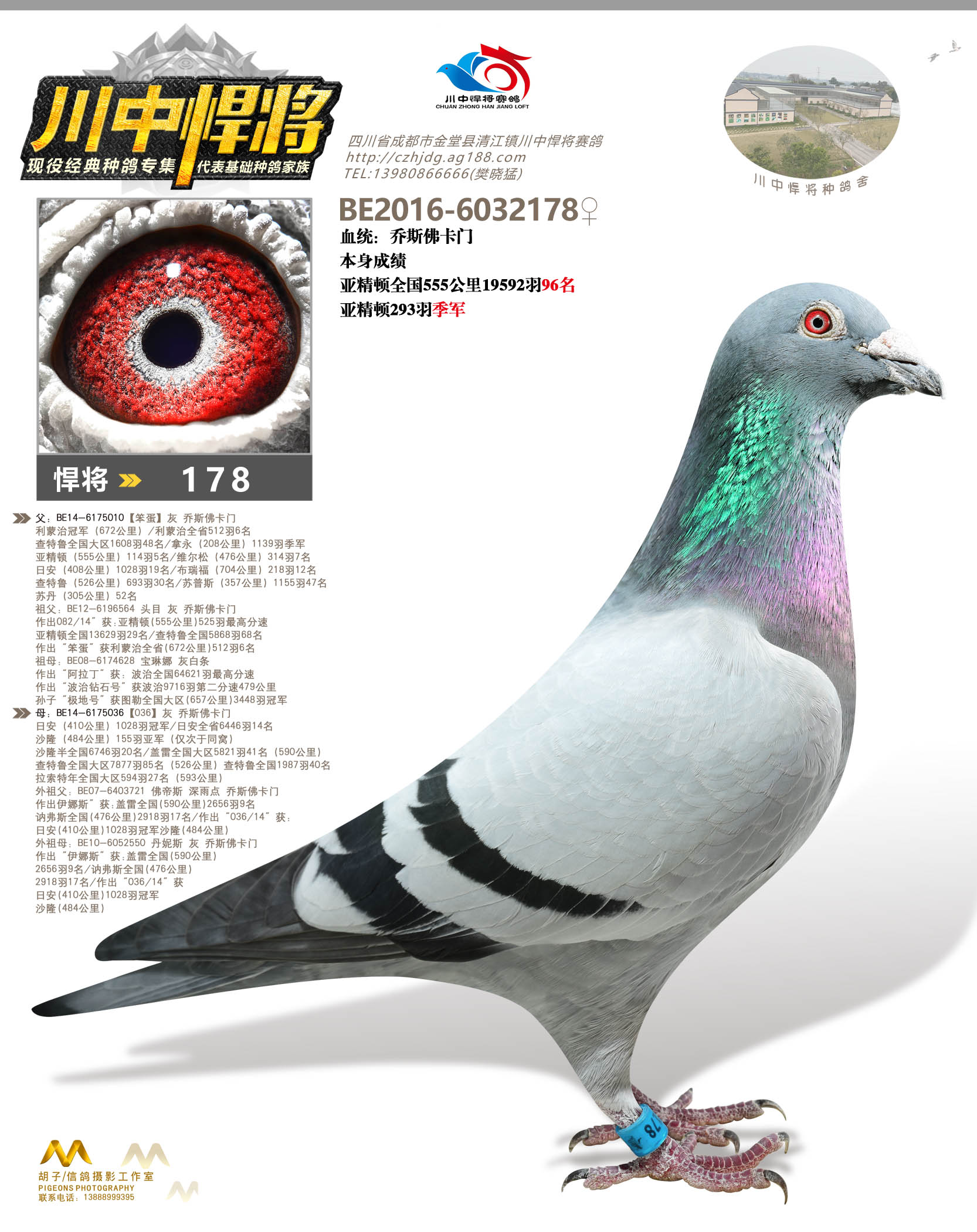 178_川中悍将赛鸽-中信网爱鸽商城