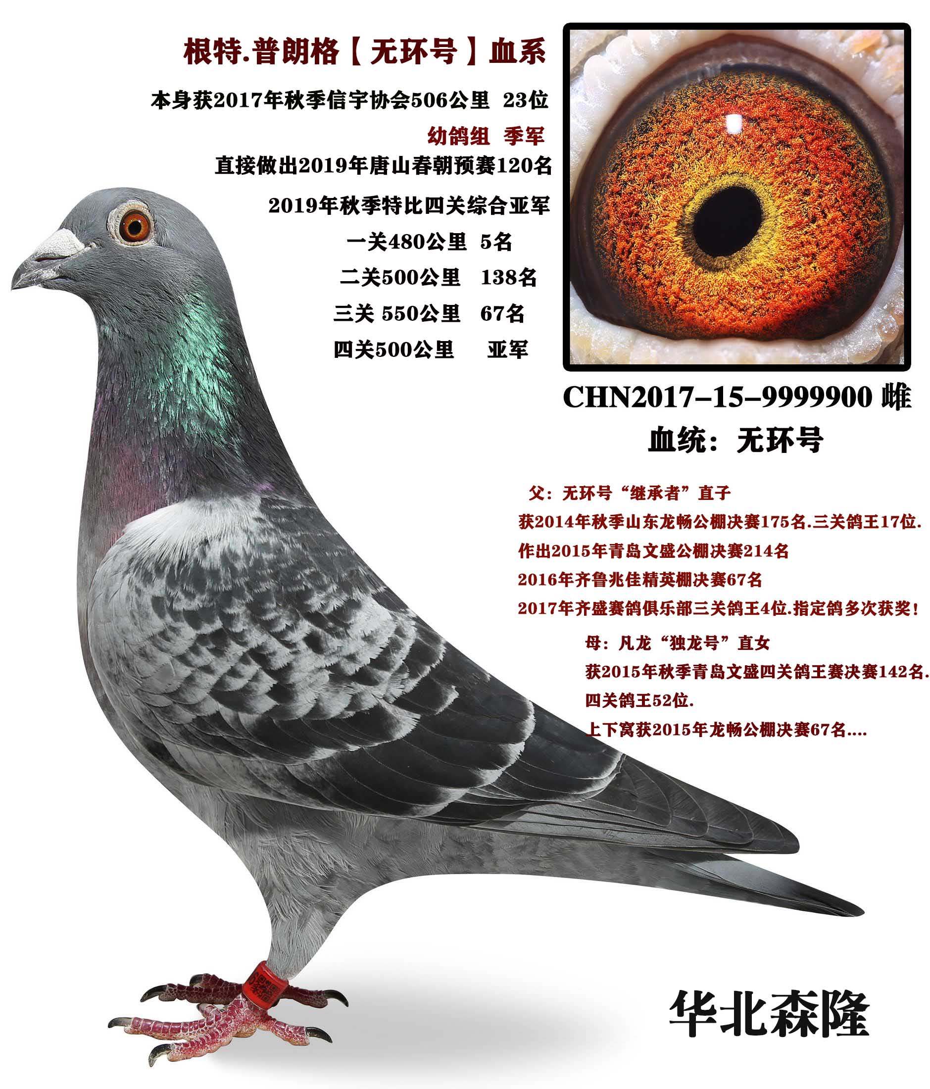 信鸽电子环怎么确定坏没坏 H68360417521.jpg