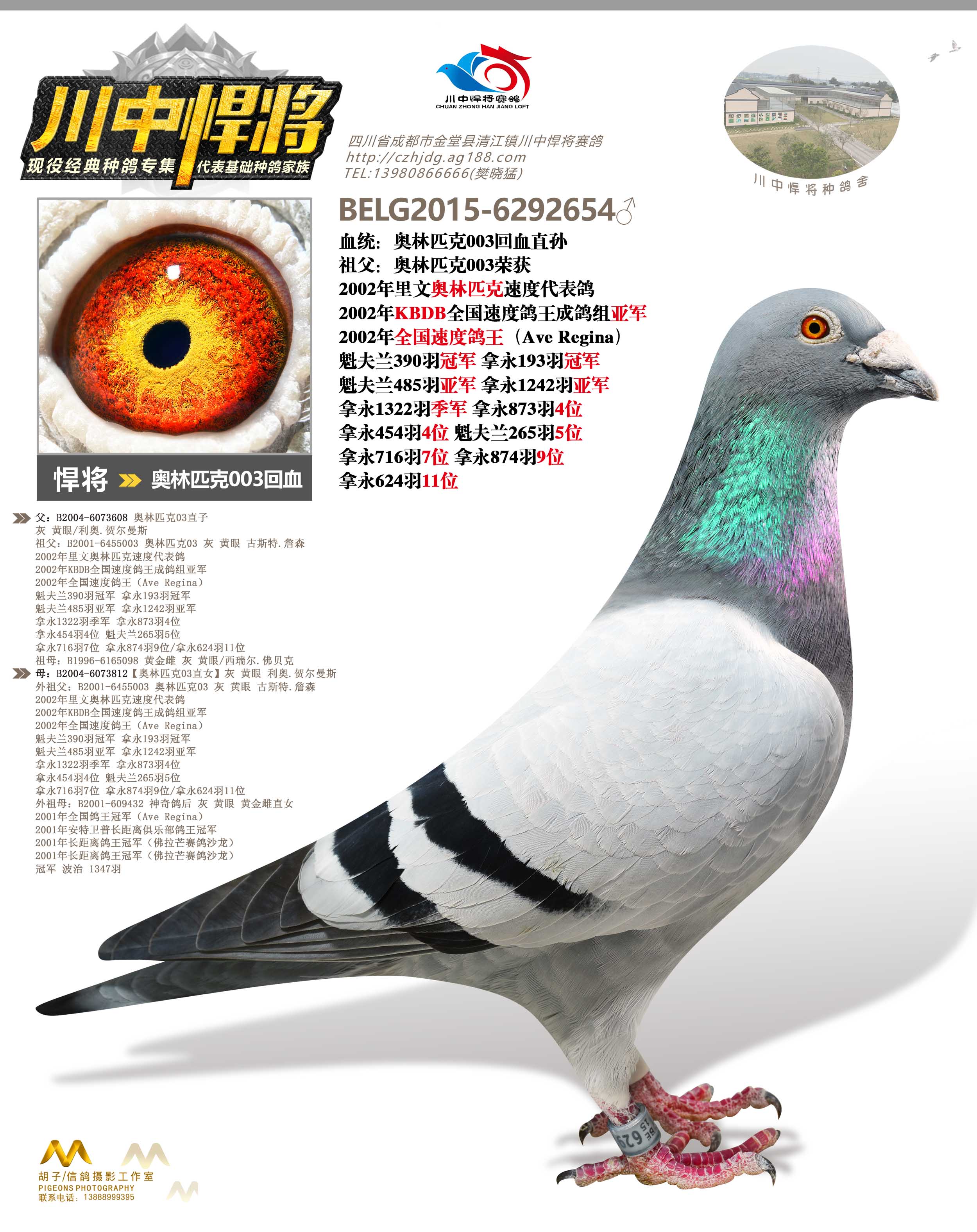 奥林匹克003回血_川中悍将赛鸽-中信网爱鸽商城