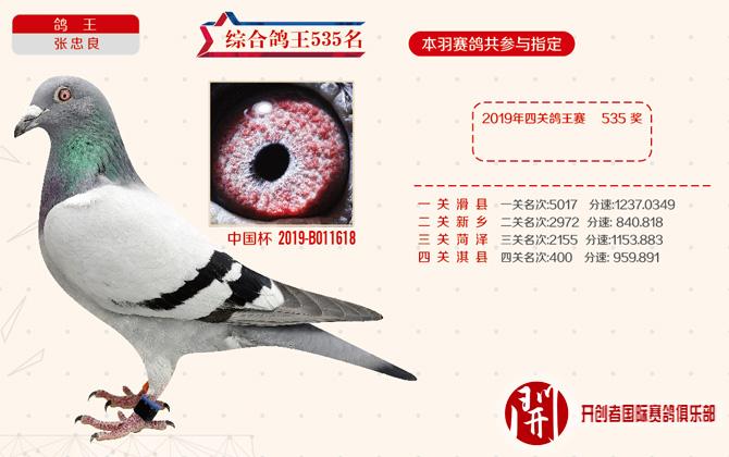 2019北京开创鸽王图片,2020百鸽园鸽王图片 19年开创者铁鹰四关鸽王535
